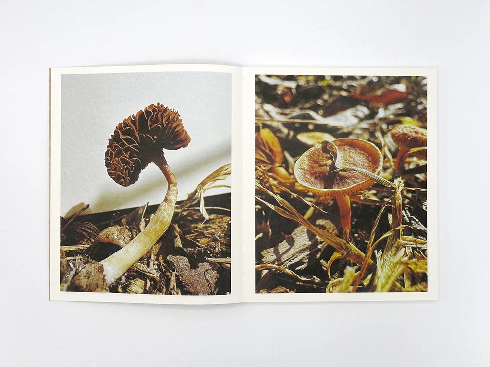 Inside the pages of a book - Fruiting Bodies, Ying Ang.