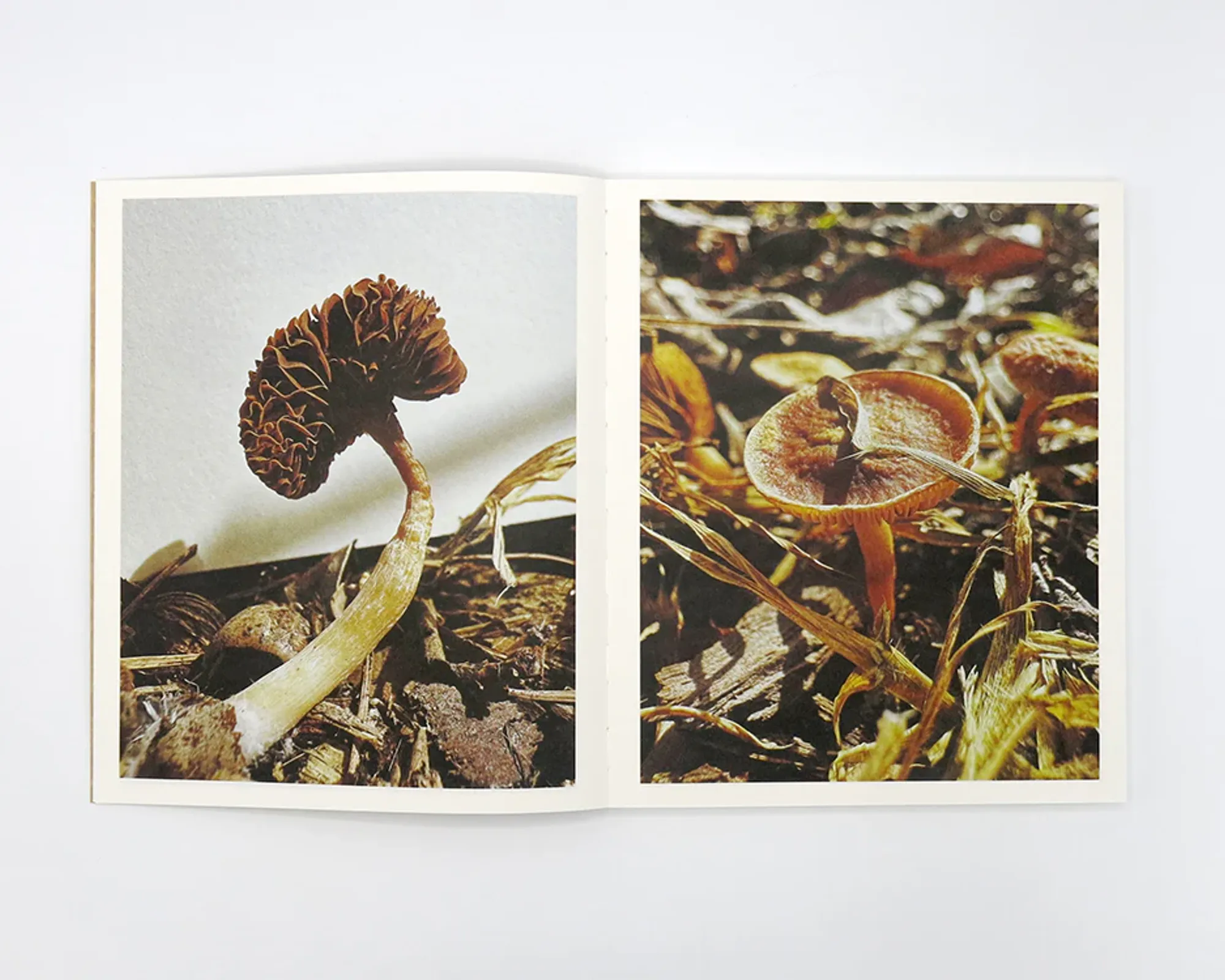 Inside the pages of a book - Fruiting Bodies, Ying Ang.