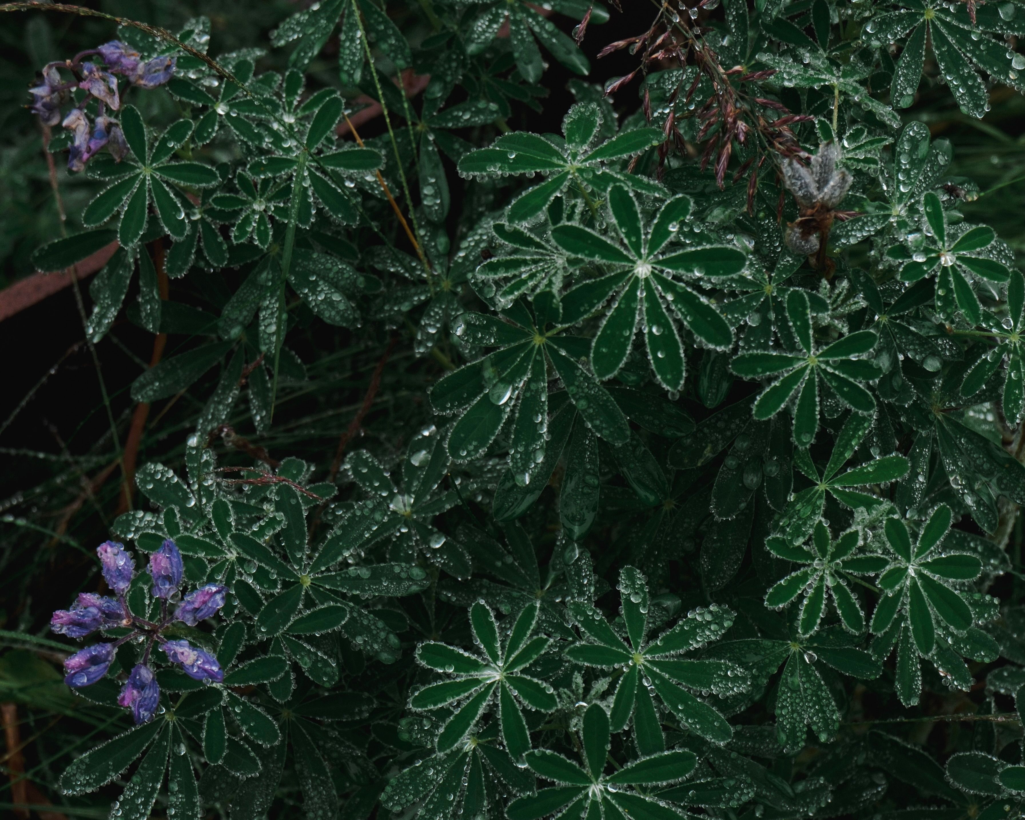 An image of greenery from Fischersuld with purple flowers and rain drops on leaves