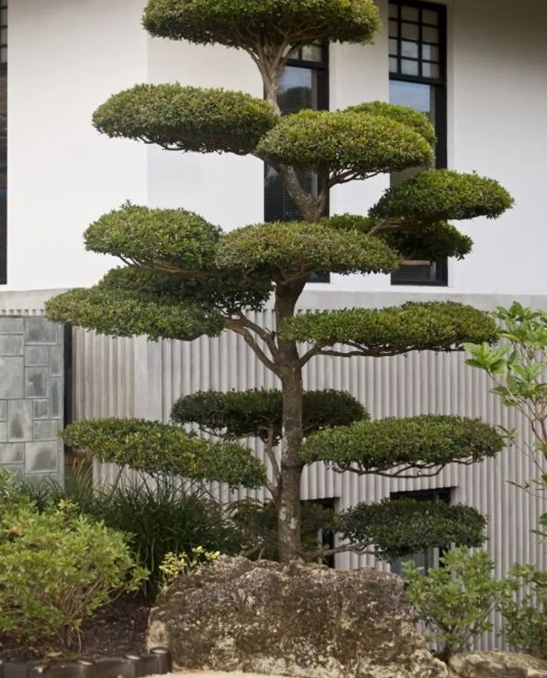 A topiary tree
