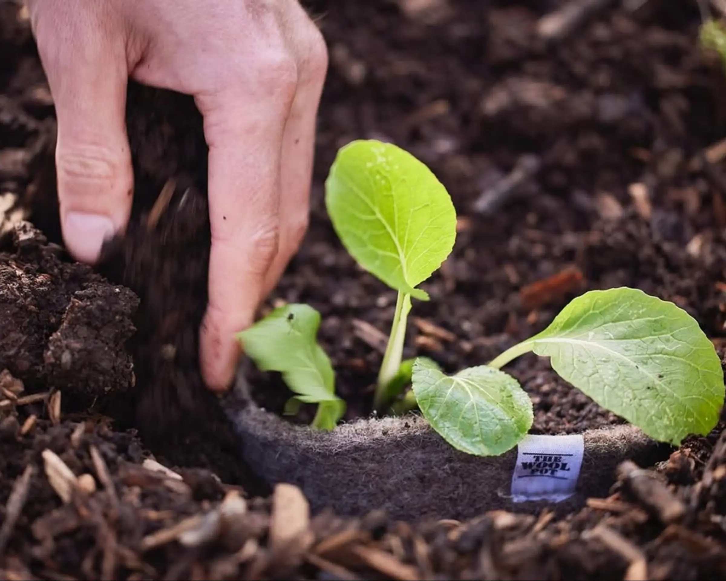 a wool pot being planted into soil