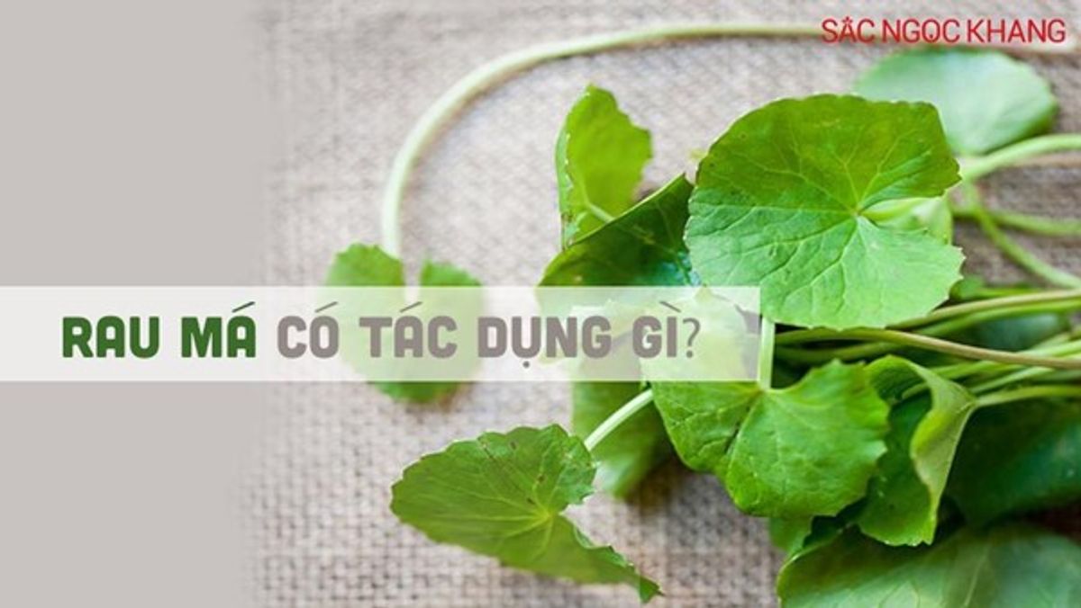 Rau má có tác dụng gì? Công dụng của rau má với sức khỏe và làn da