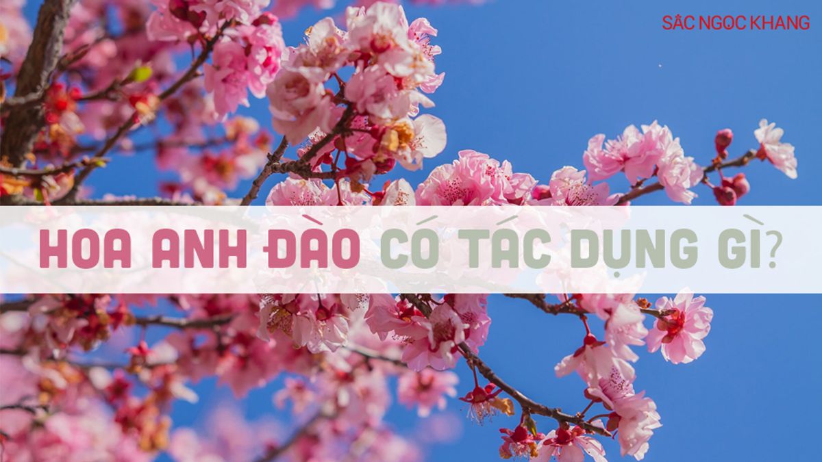 Hoa Anh Đào có tác dụng gì?