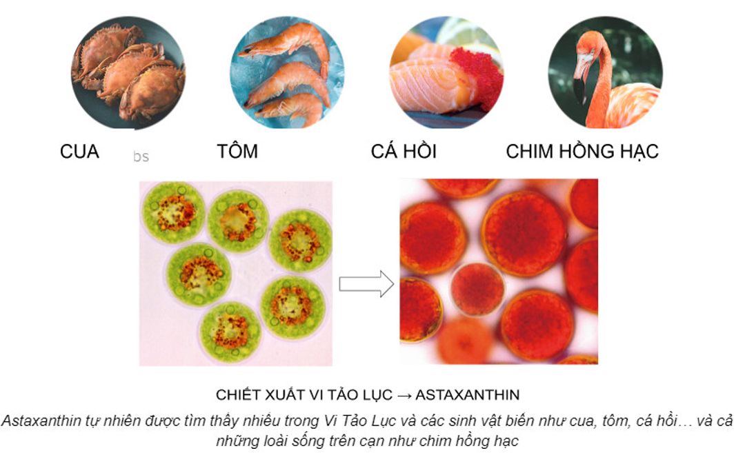 ĐỐI TÁC ASTAREAL NHẬT BẢN – NHÀ CUNG CẤP CHẤT CHỐNG OXY HÓA ASTAXANTHIN SỐ 1 THẾ GIỚI