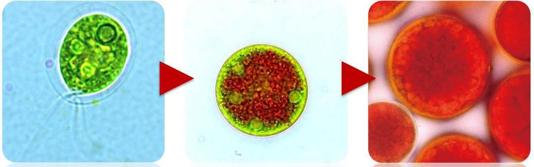 TÁC DỤNG “KỲ DIỆU” CỦA ASTAXANTHIN VỚI SỨC KHỎE VÀ SẮC ĐẸP