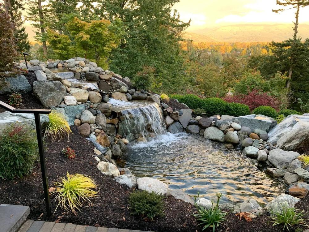 Plants surrounding a water feature