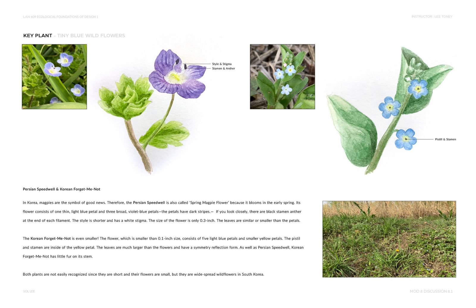 Gangseo Wet Ecology Park - Key Plant - Tiny Blue Wild Flower