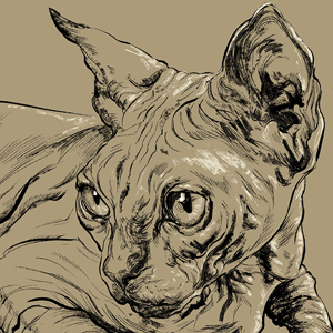 ILL 267 Animal Anatomy