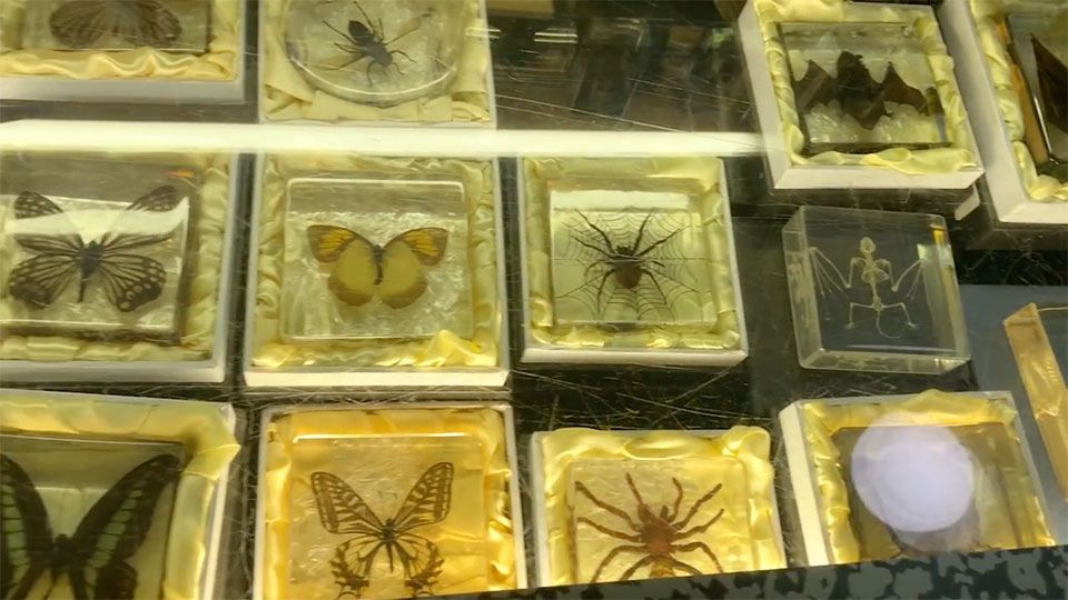 store counter full of butterflys scorpions and spiders under glass