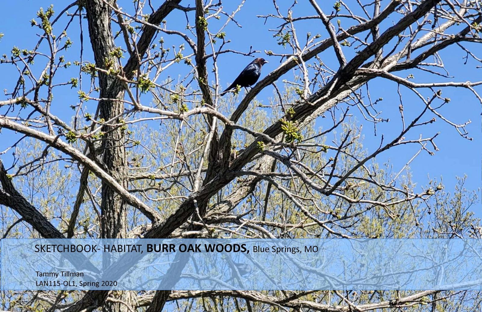 Sketchbook Work - Burr Oak Woods (Pt. 4)