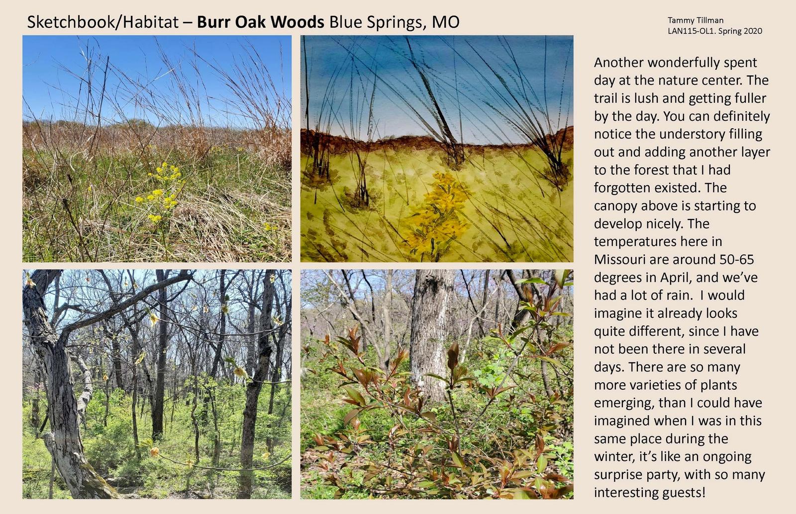 Sketchbook Work - Burr Oak Woods