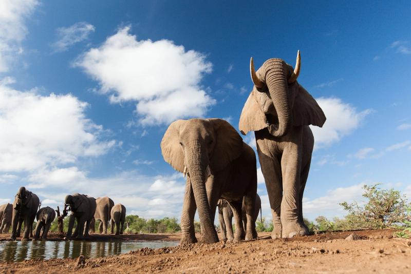 A group of elephants, including two prominently in the foreground, gathers and drinks at a waterhole under a bright blue sky with scattered clouds.