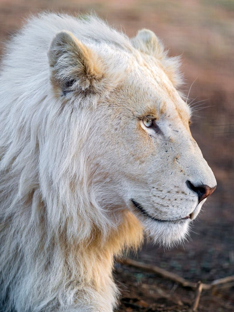A majestic young white lion