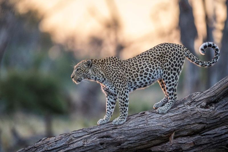 Leopard auf einem umgefallenen Baum in der Abendsonne