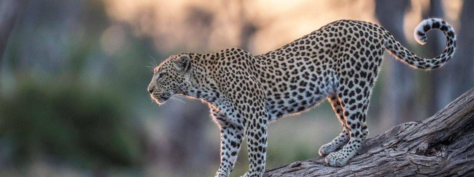 Die wunderbare Welt der Tiere im Sabi Sand Game Reserve