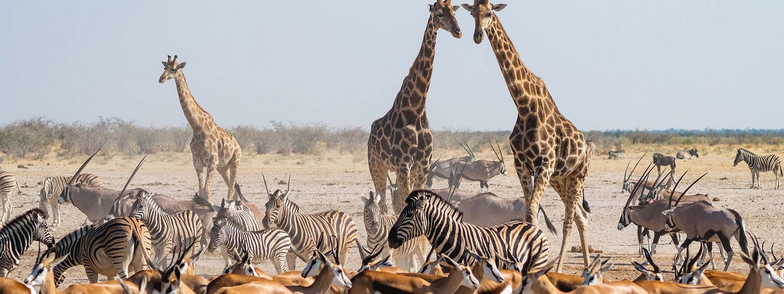 Auf Safari im Etosha Nationalpark