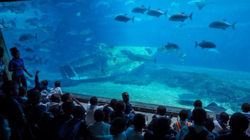 Kinder sehen den Fischen im Aquarium zu