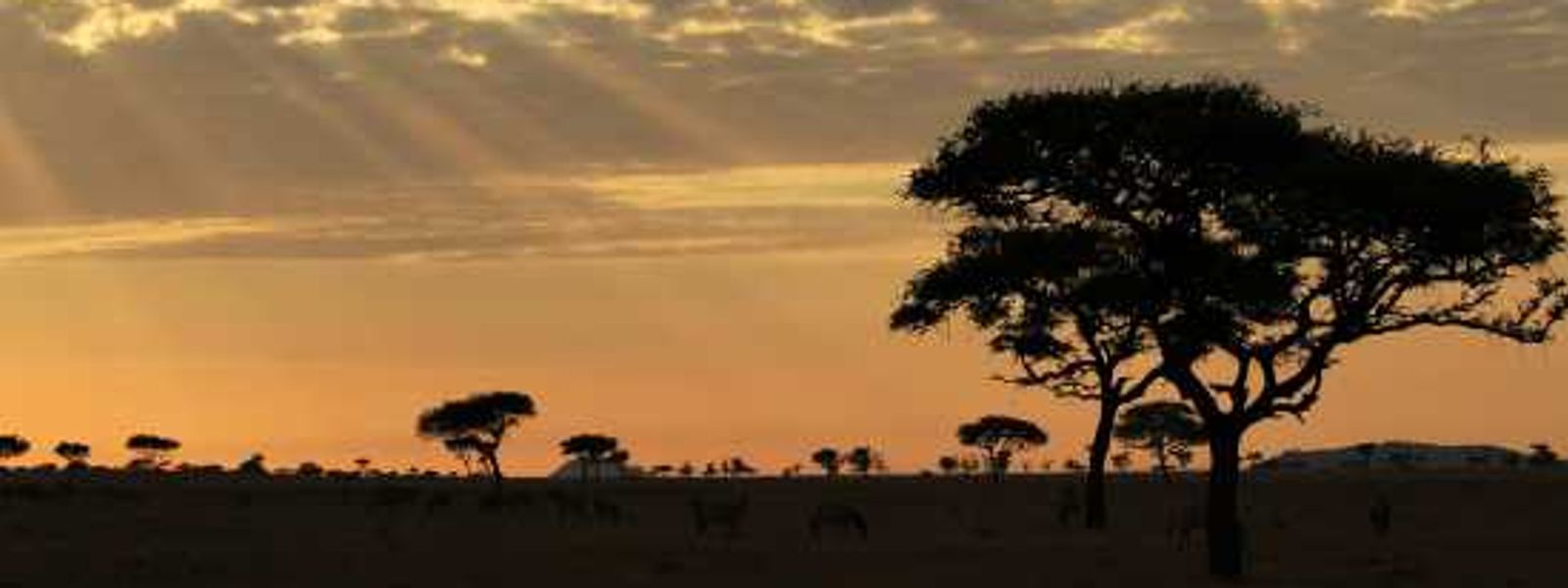 Rhino Africa Visits Singita Grumeti