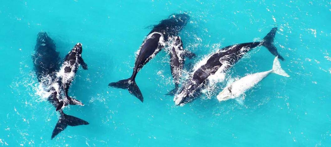Qui sont les Big 5 de l'Océan ?