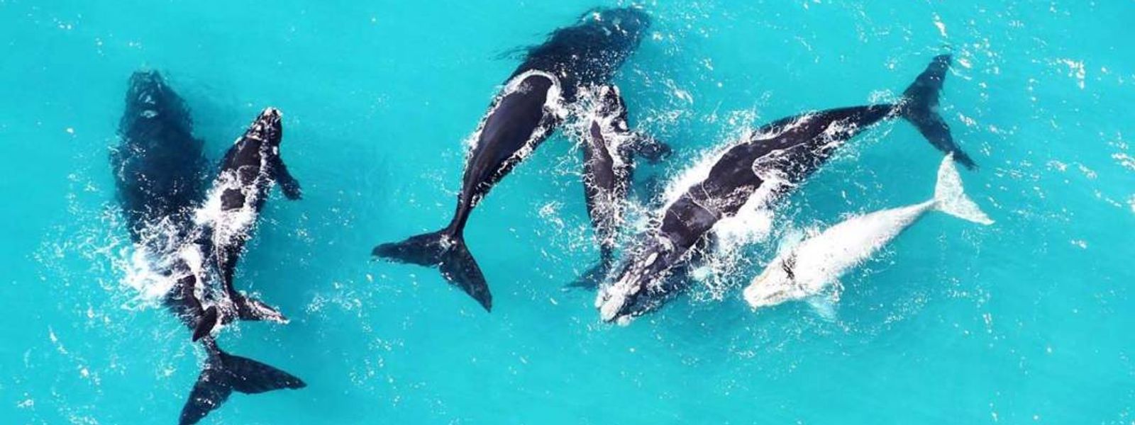 Qui sont les Big 5 de l'Océan ?