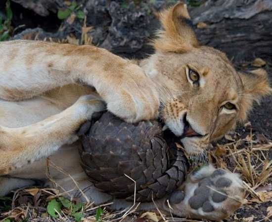 A lion has a go at a pangolin