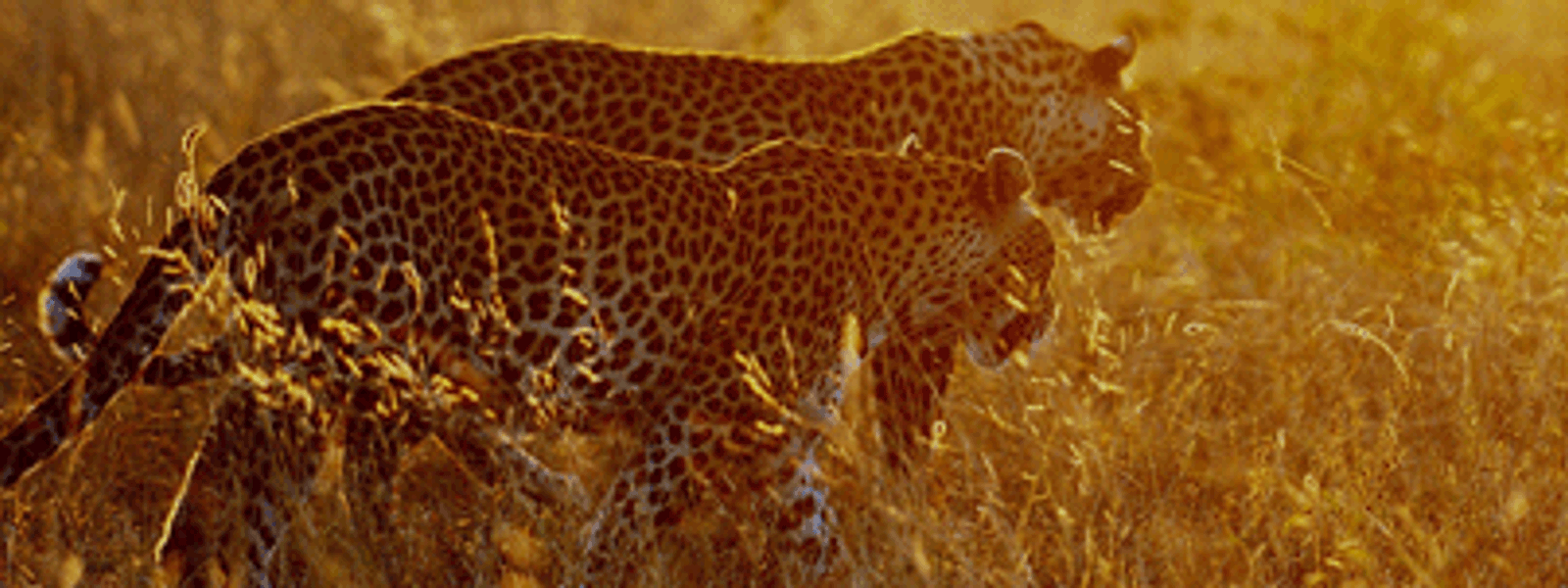 Photographic Safari Feedback