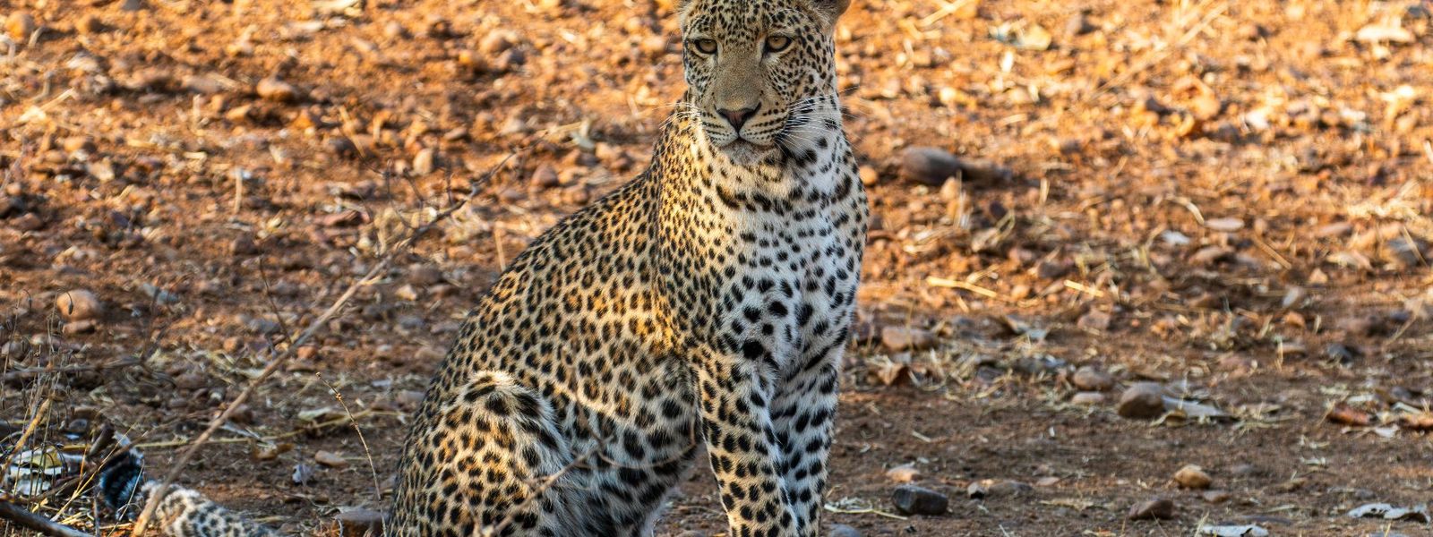 Less Chase, More Magic: How Zambia Stole a Safari Expert’s Heart