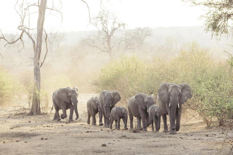 Elephant herd in Zimbabwe at Matetsi Victoria Falls