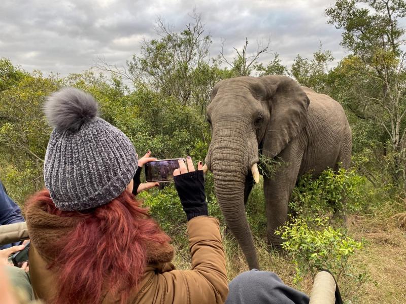 Elefant nahe eines Safarifahrzeugs in einem privaten Reservat in Krüger Nationalpark