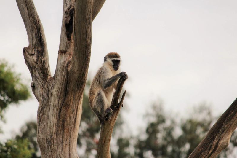 vervet-monkey