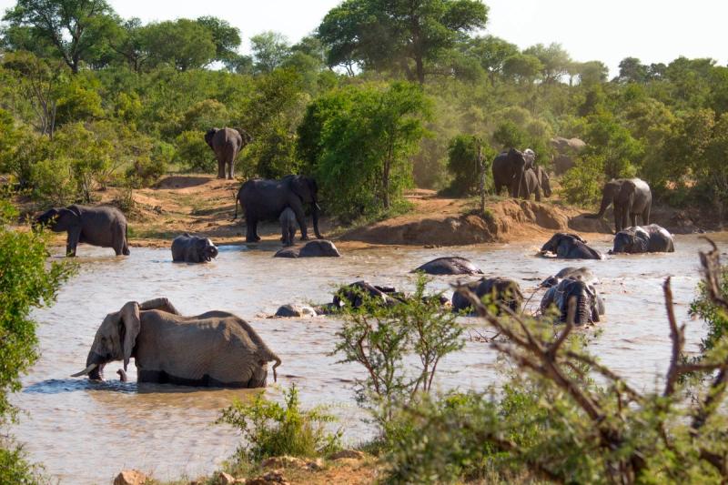 Elefantenherde in einem See im Sabi Sand Game Reserve