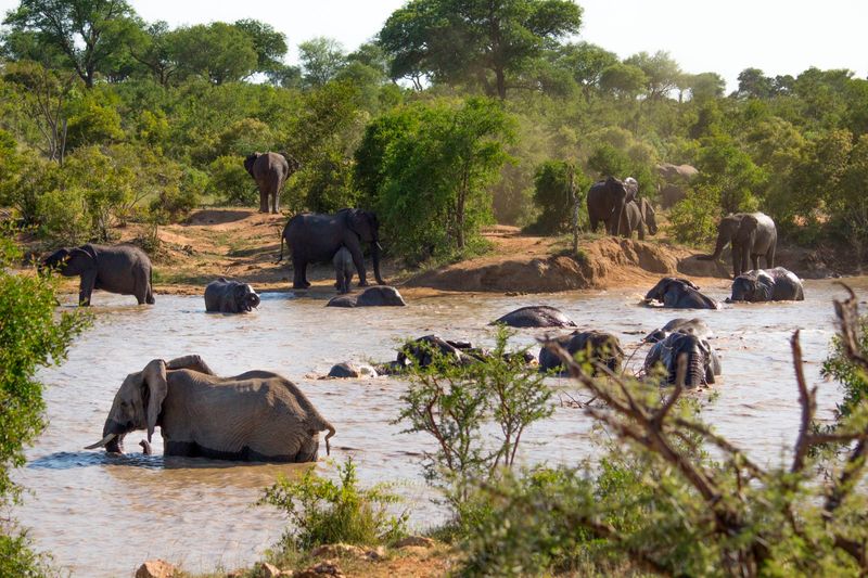 Elefantenherde in einem See im Sabi Sand Game Reserve