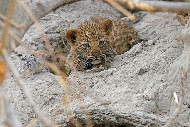 The cutest leopard cub snuggled on a rock