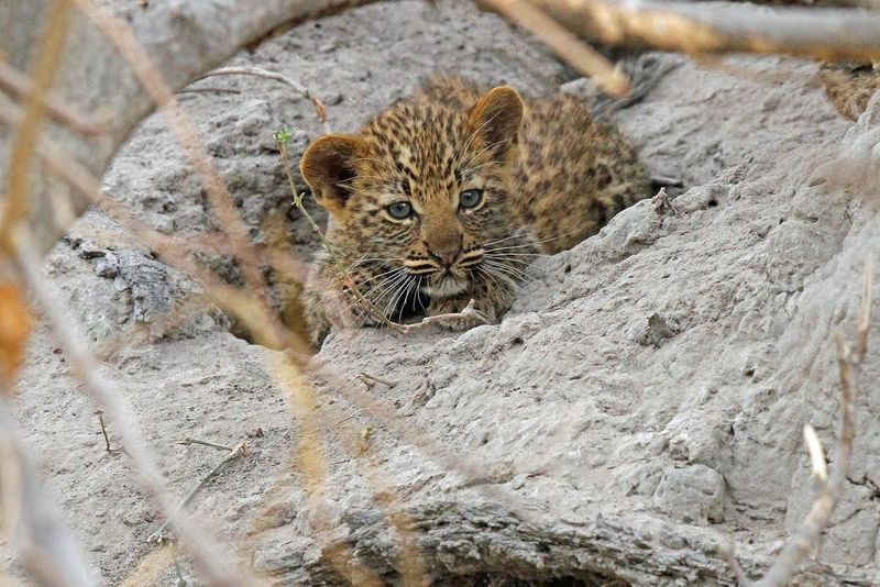 The cutest leopard cub snuggled on a rock