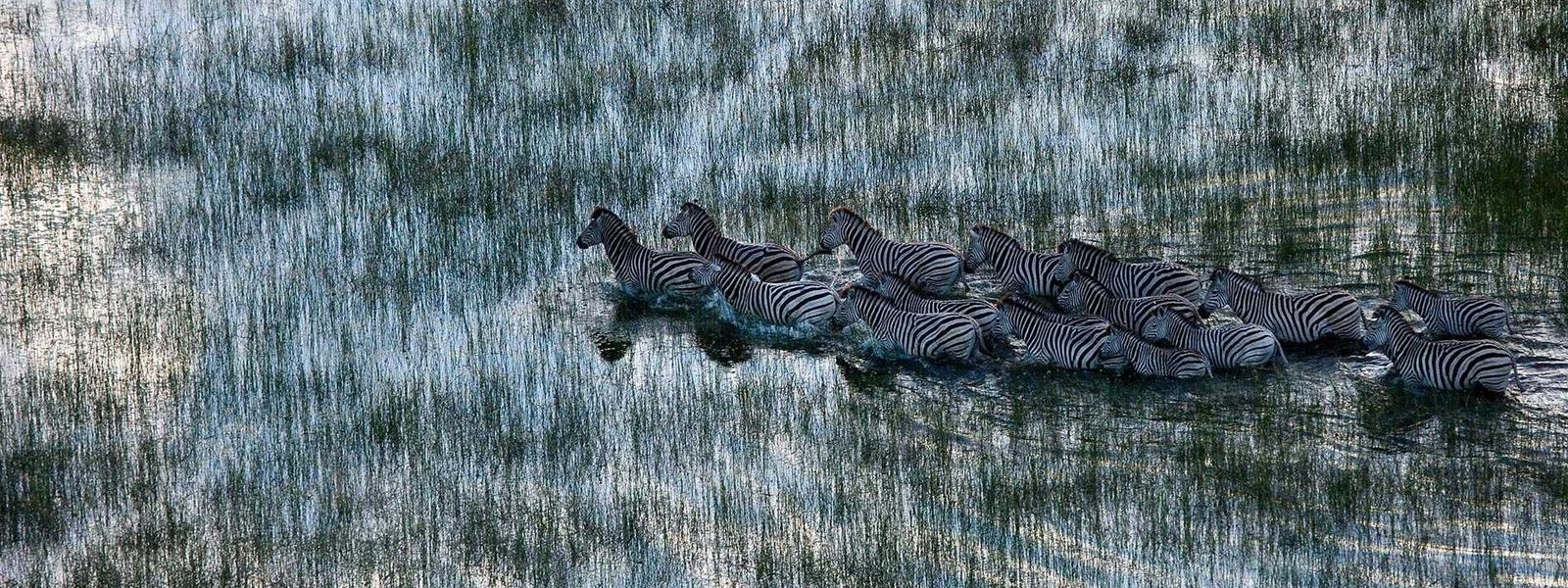 An Inside Look at this Year's Top Destination: Botswana