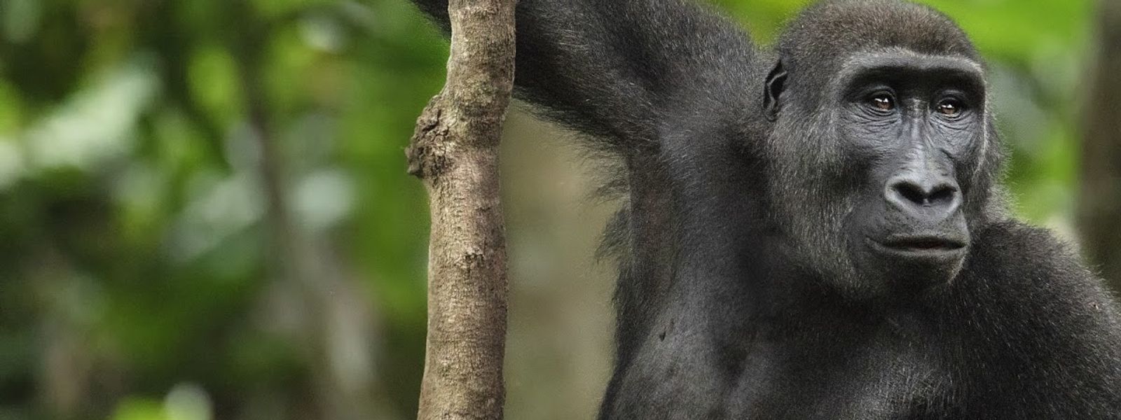 Safari des gorilles en forêt tropicale