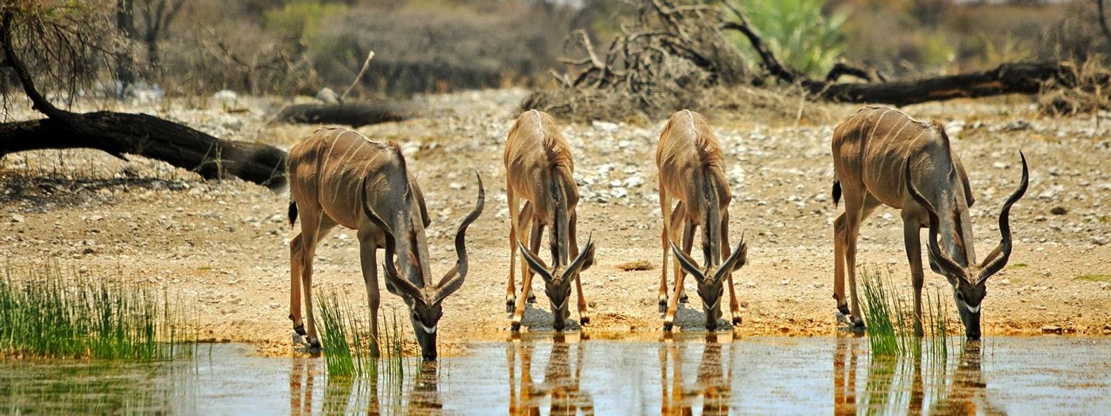 Namibie - Épisode 5 : Du Kunene au Parc National d’Etosha