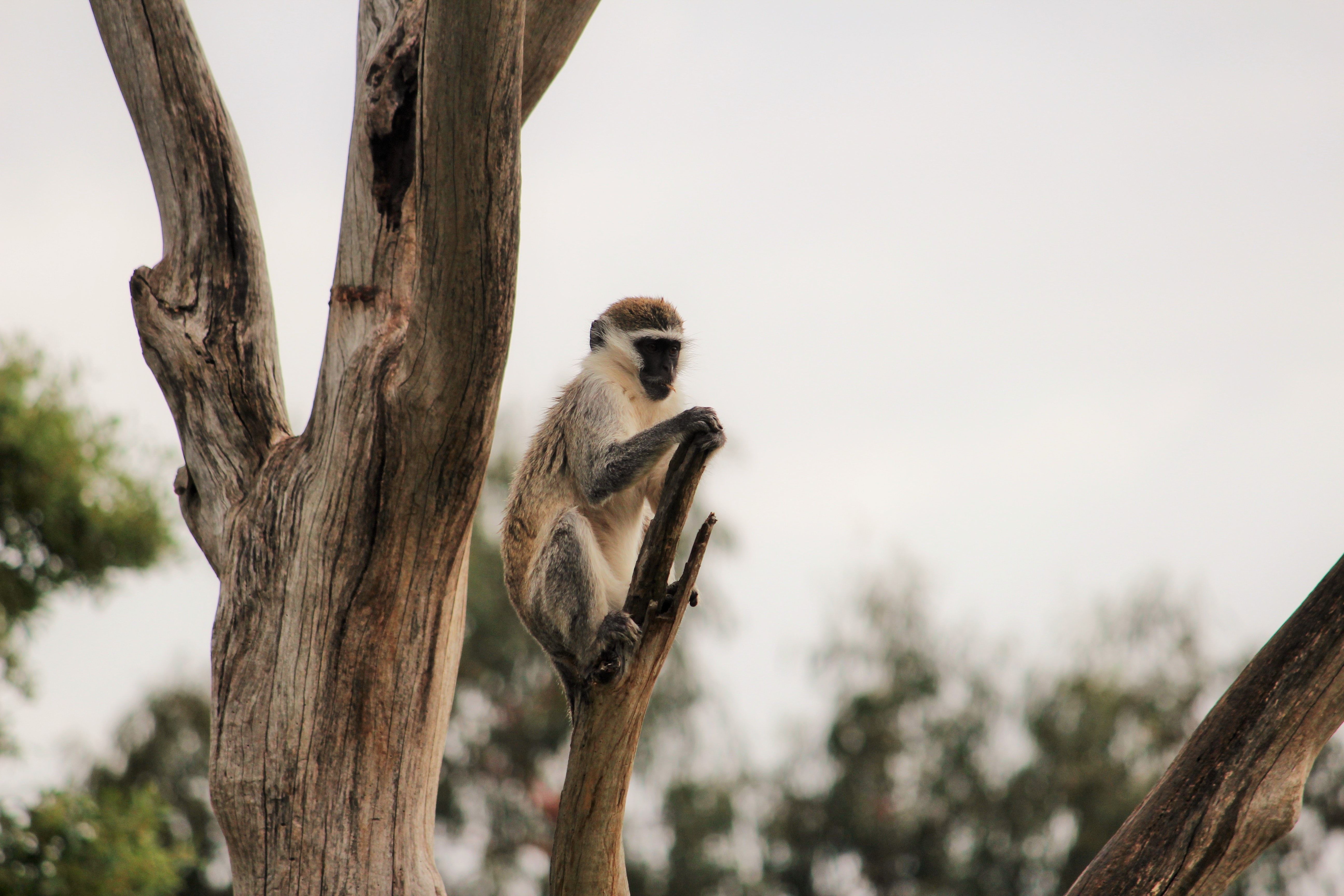 Getting to Know Silvan's Vervet Monkeys: Silvan Safari Blog