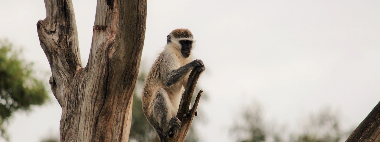 Getting to Know Silvan's Vervet Monkeys: Silvan Safari Blog
