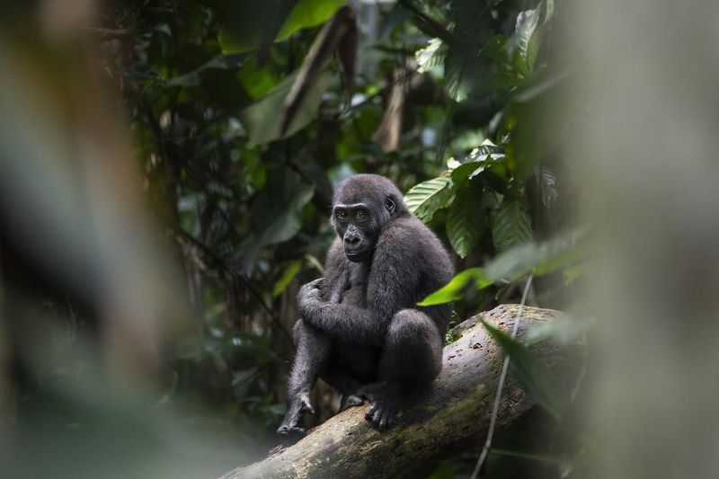 Los gorilas están habituados a la presencia de humanos y no intentarán atacar o huir