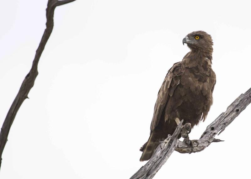 Brown snake eagle in Botswana