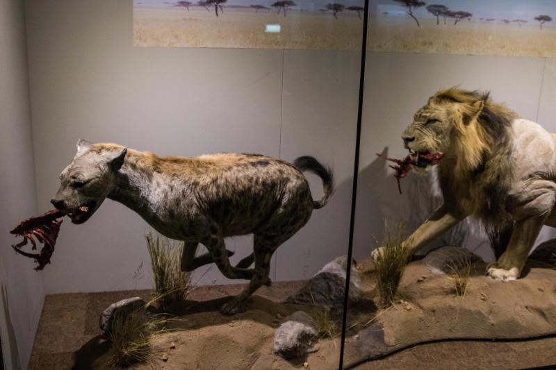 museus em cape town