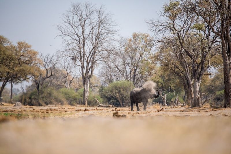 Elefante se refresca usando a própria tromba