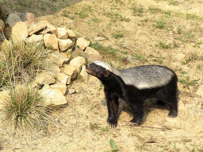 honey-badger-hissing