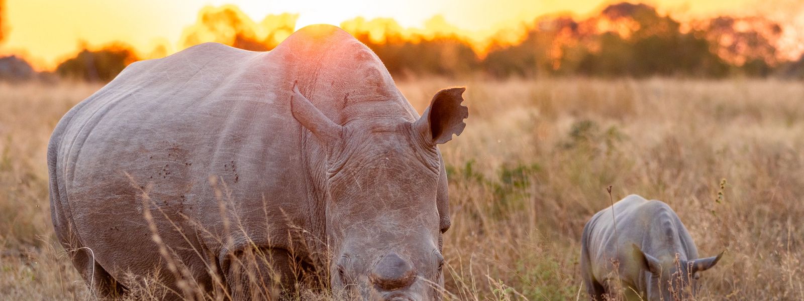 Rhino Renaissance: An Evolving Rhino Conservation Success Story
