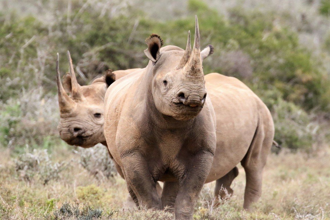 Vom Aussterben bedrohte Tiere in Afrika – hier sehen Sie die einzigartigen Lebewesen
