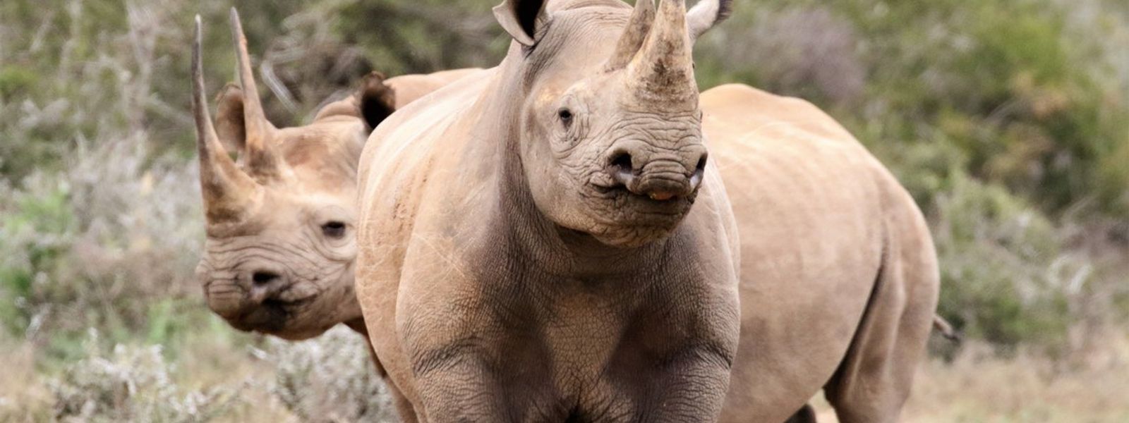 Vom Aussterben bedrohte Tiere in Afrika – hier sehen Sie die einzigartigen Lebewesen