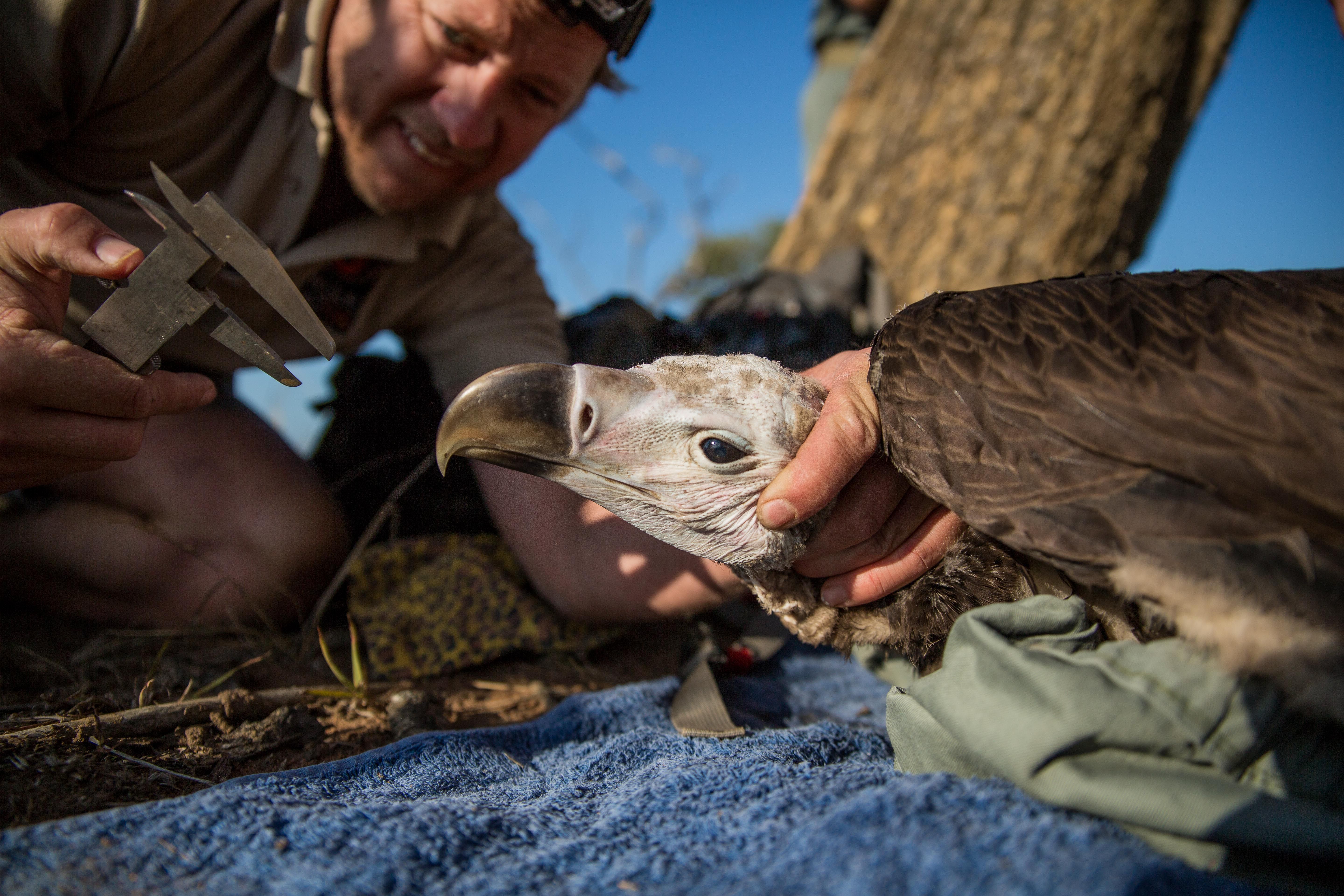 The Fight and Plight of Zululand’s Endangered Vultures