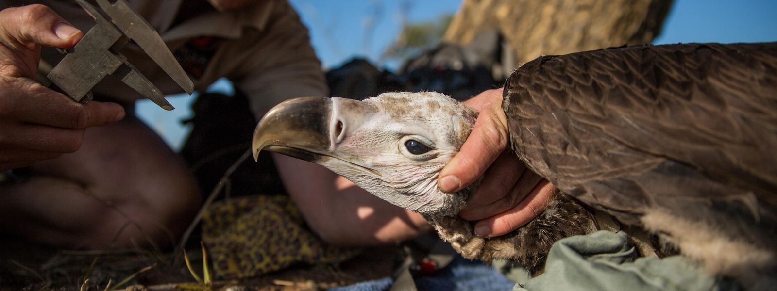 The Fight and Plight of Zululand’s Endangered Vultures