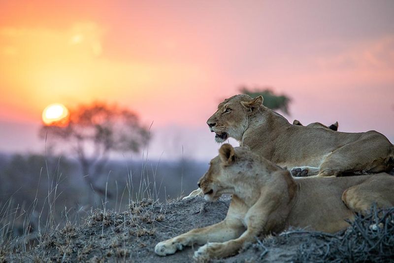 A Rota Jardim é o lar de alguns dos leões machos mais magníficos da África